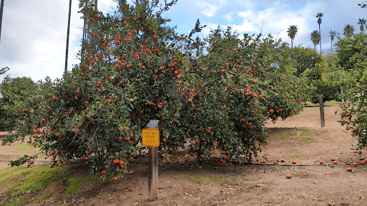 California Citrus State Historic Park